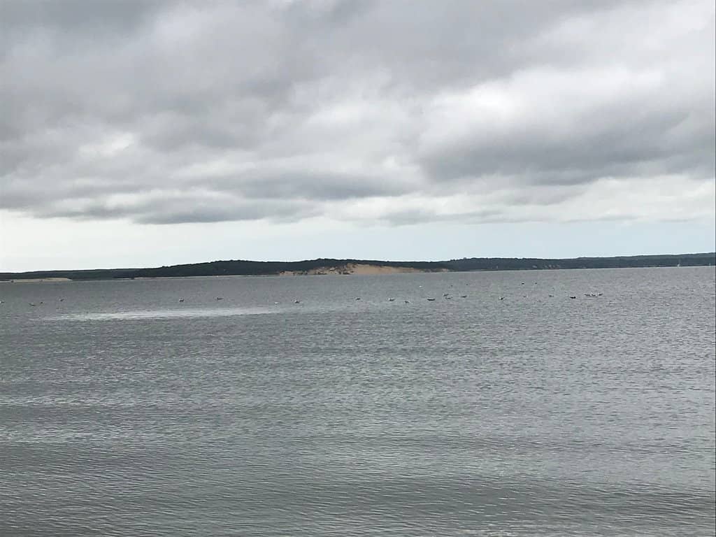 Abundant Marine Life