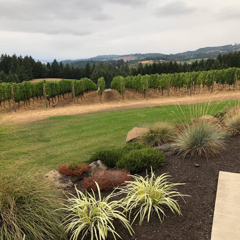 Exceptional Pinot Noirs