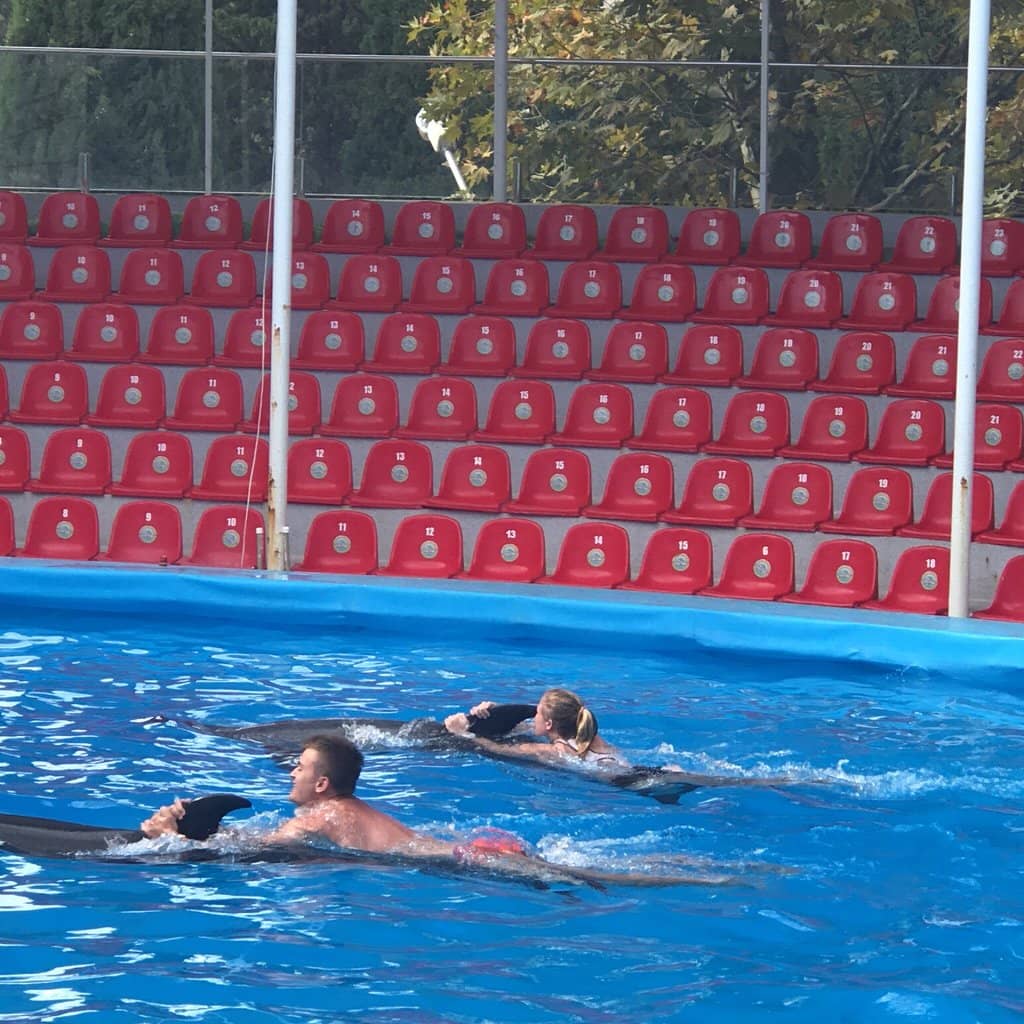 Meet the Dolphin Family