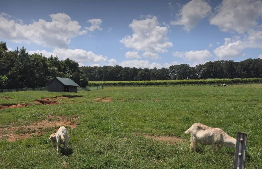 Craft Beer Selection