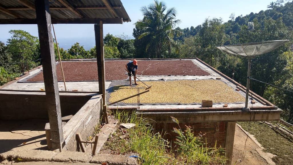 Peaceful Jungle Walk