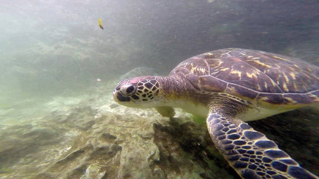 Swim with Sea Turtles