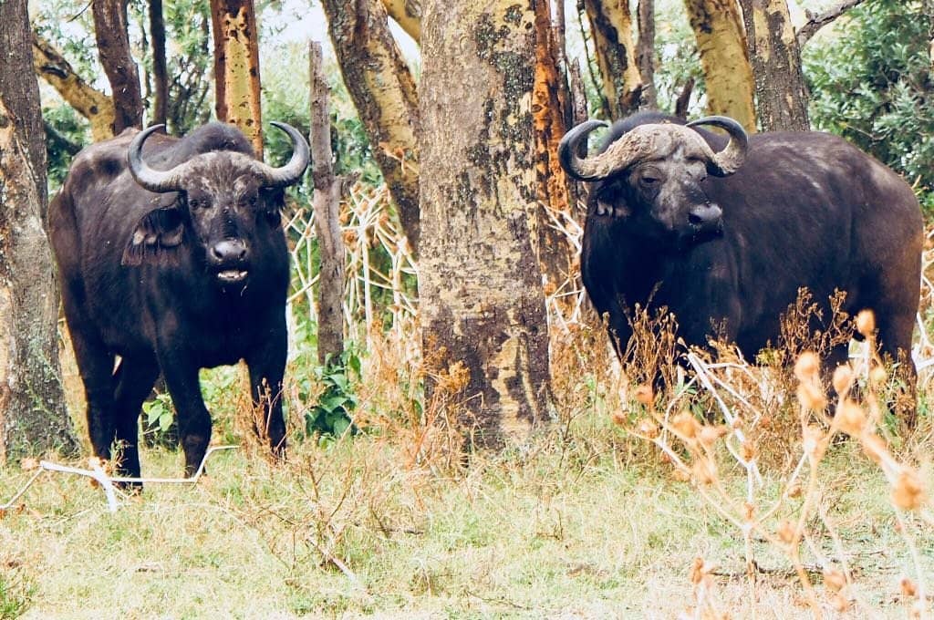 Walking Safari Encounters