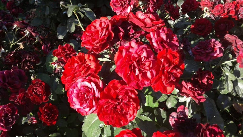 Vibrant Floral Murals