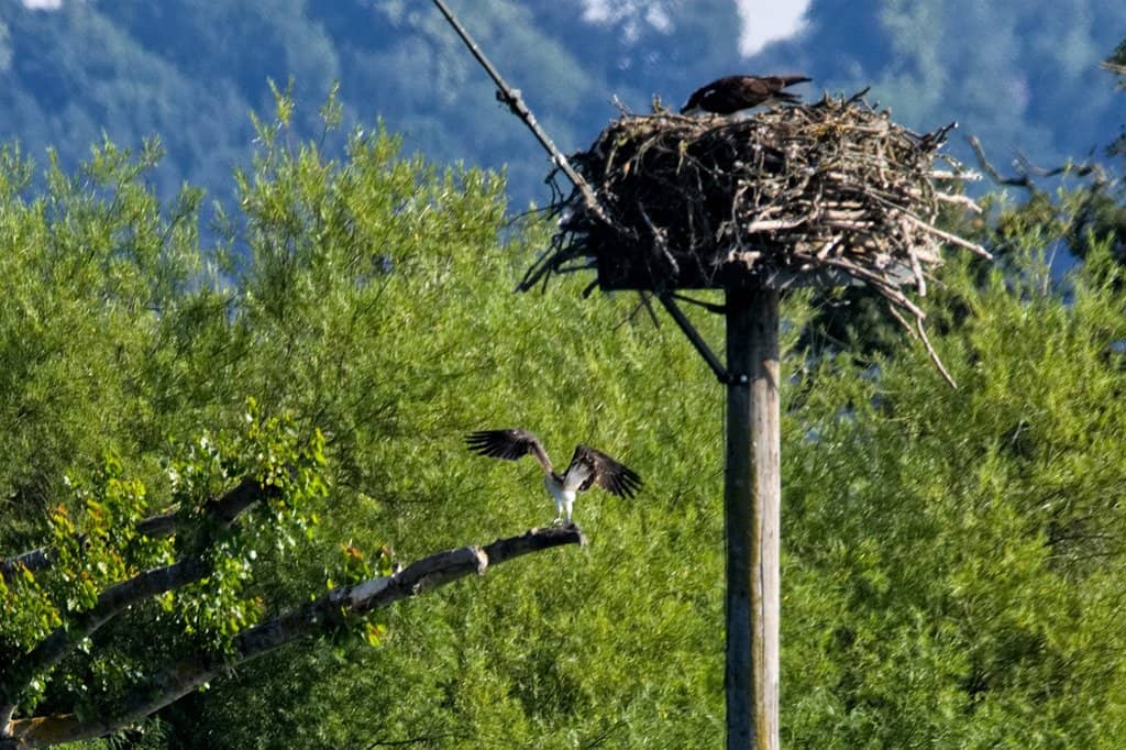 Visitor Centre & Live Feeds