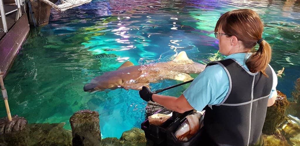 Interactive Rock Pool