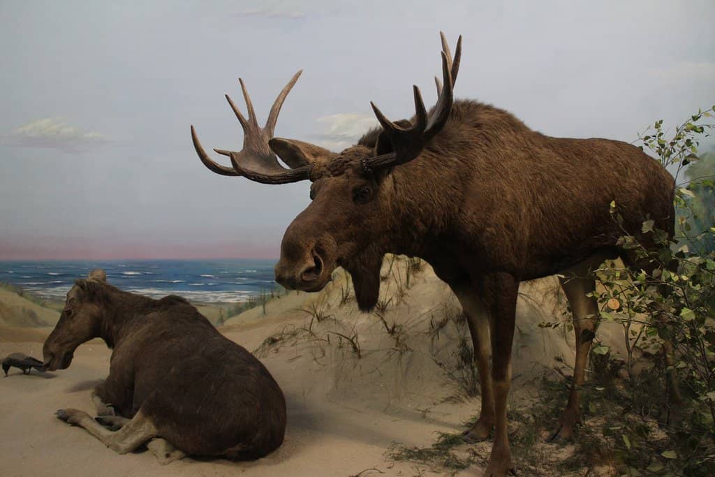 Interactive Exhibits