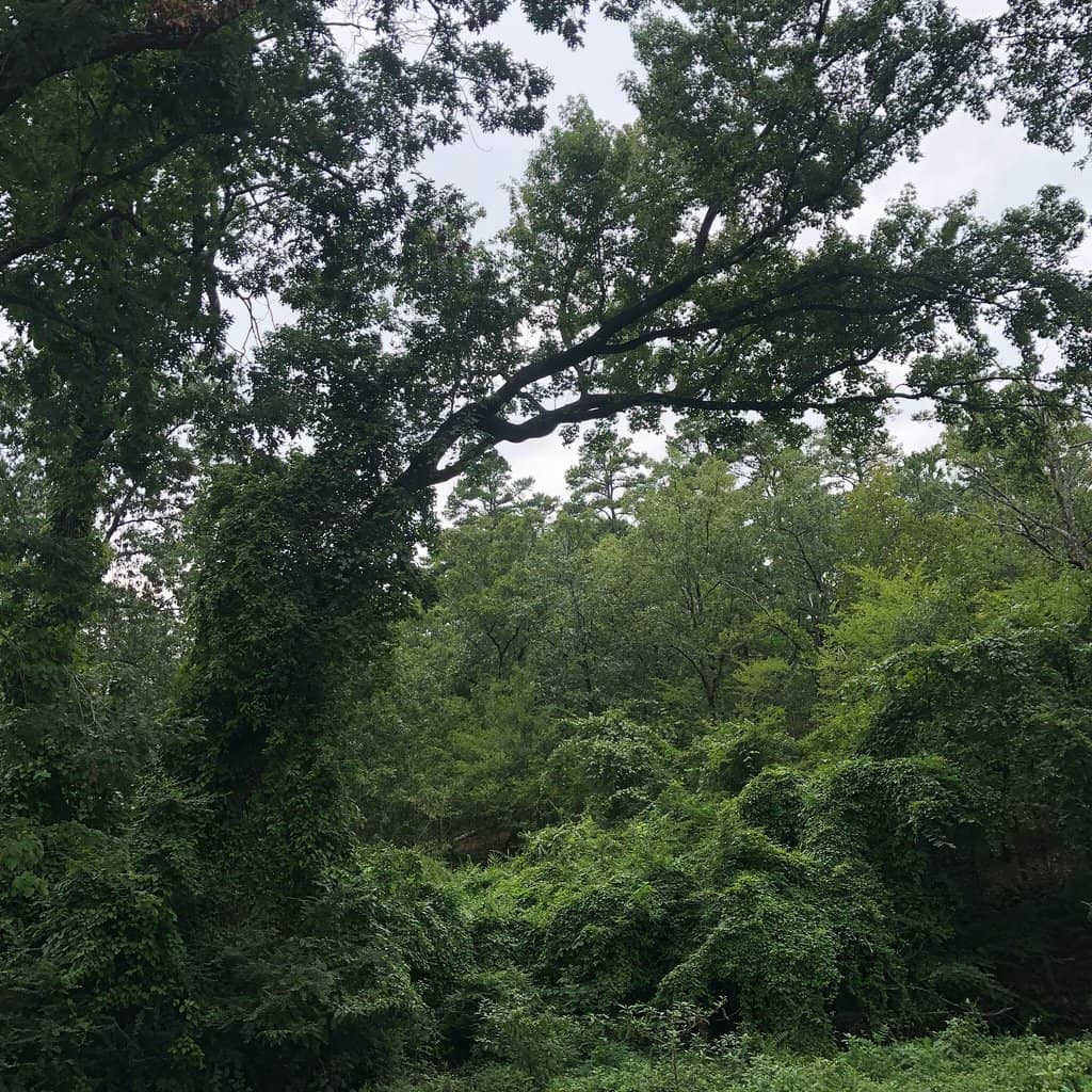 Wooded Ravine Trails