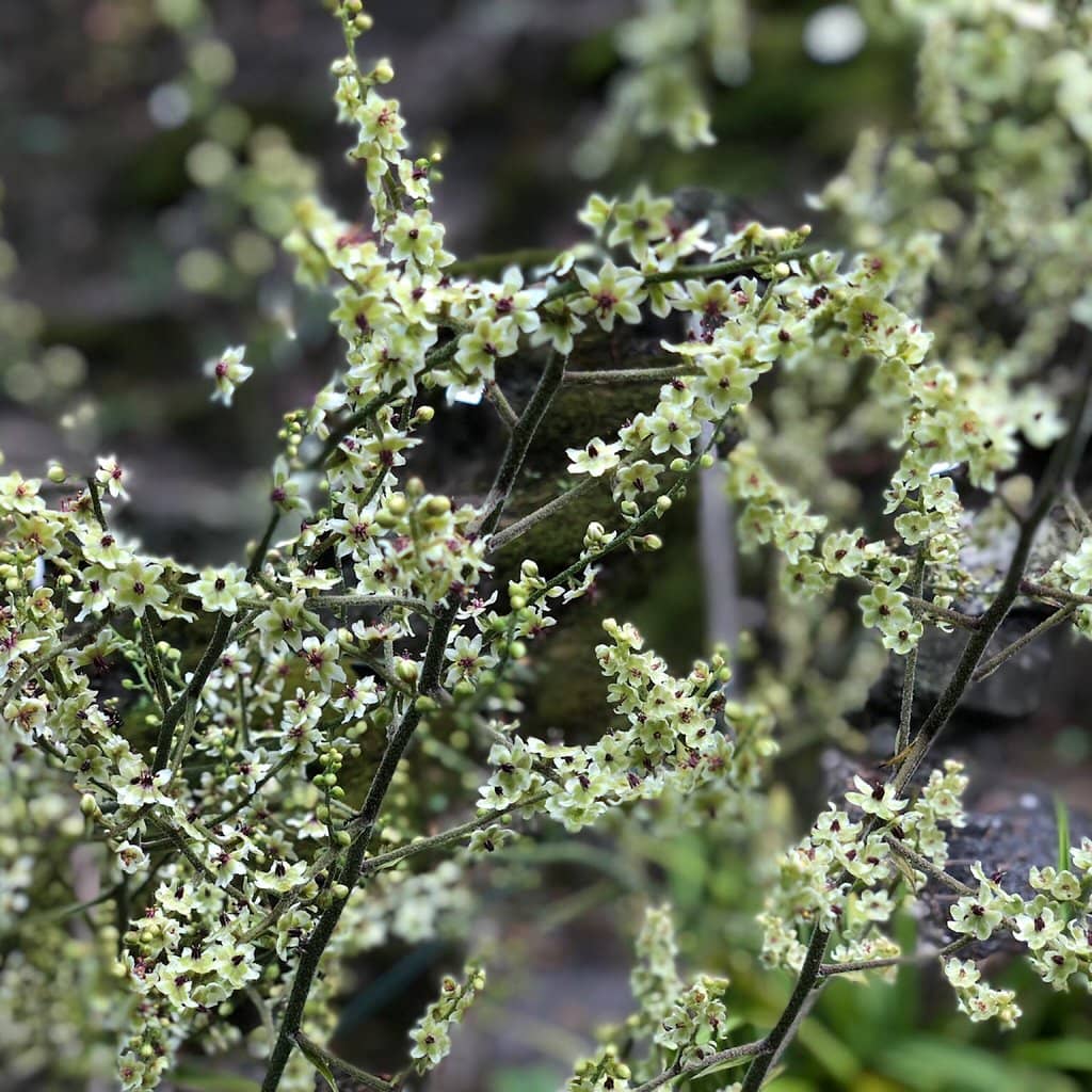 Experimental Plantings