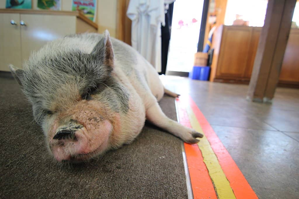 Scenic River Cruising