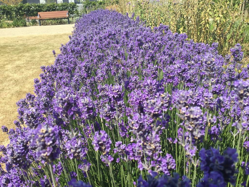 Peace and Reconciliation