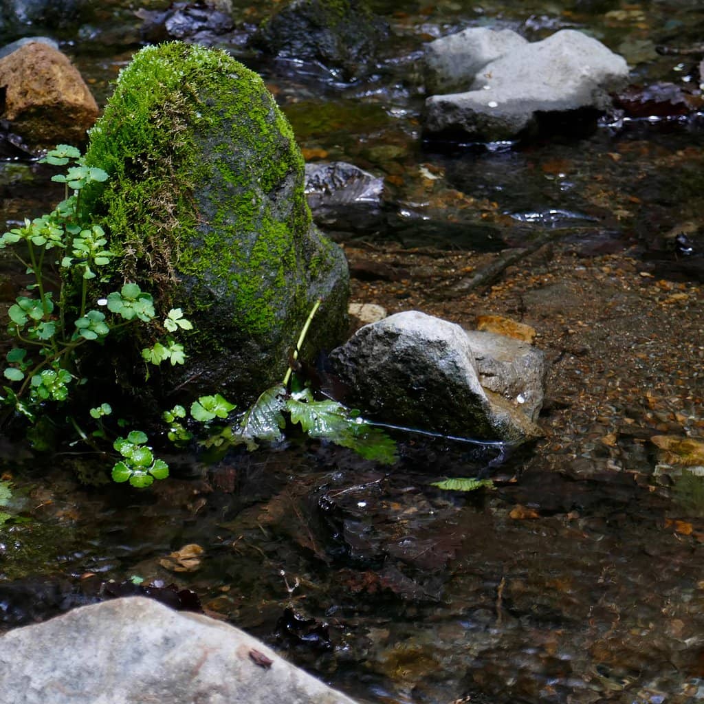 Central Observation Deck