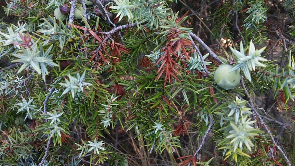 Boho Beach Bar Vibes