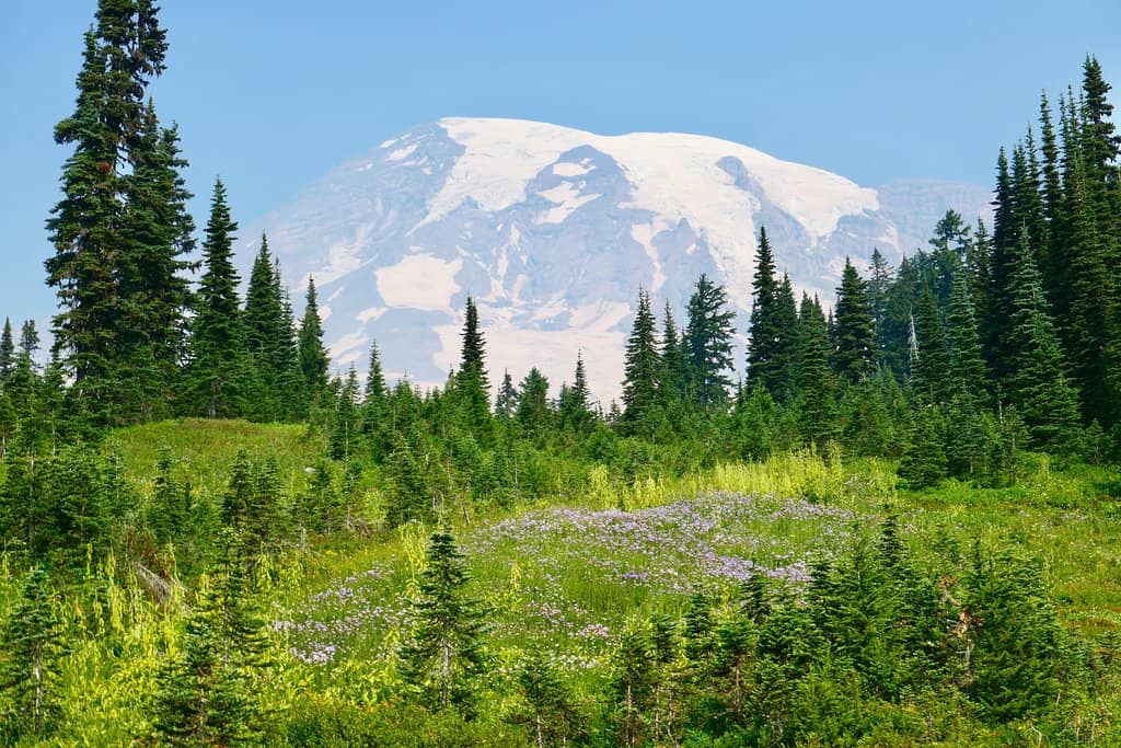 Downtown Dallas Skyline Views