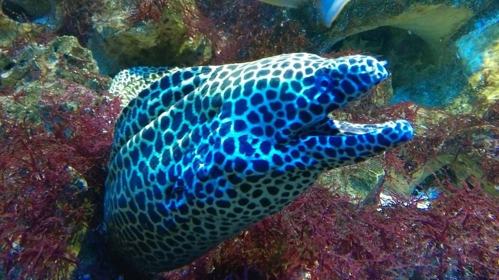 Diverse Aquatic Life