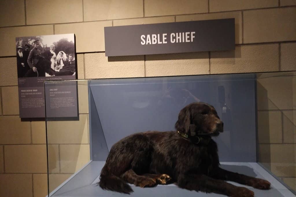 Newfoundland's Natural History