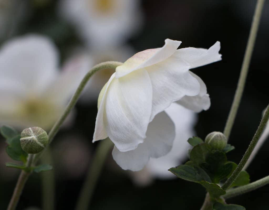 Historic Sundial Gate