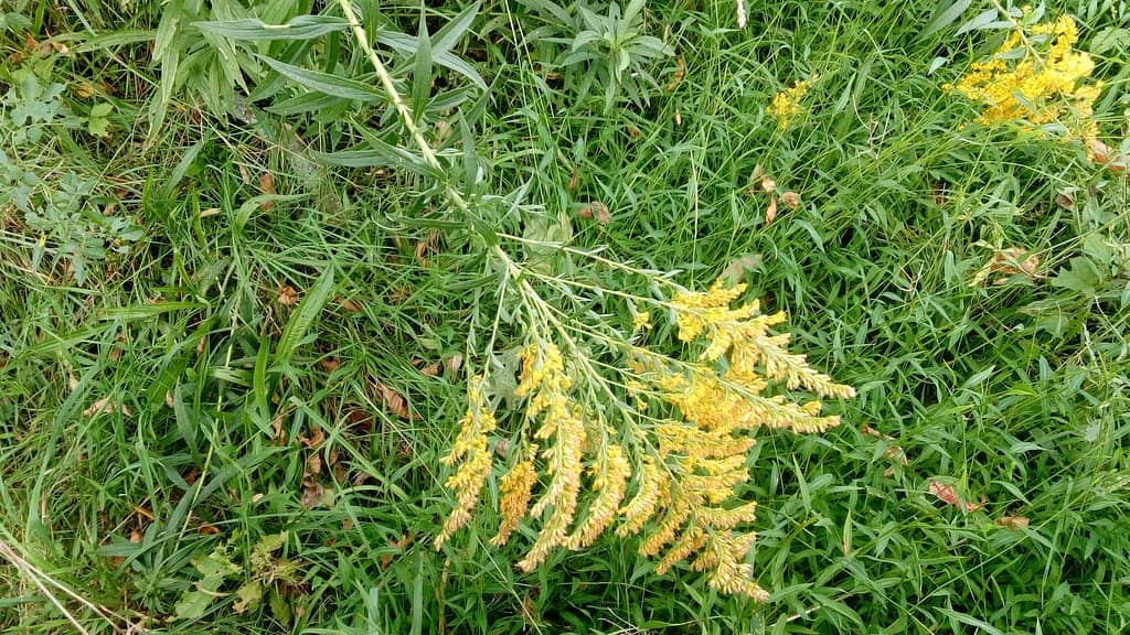 Architectural Masterpiece