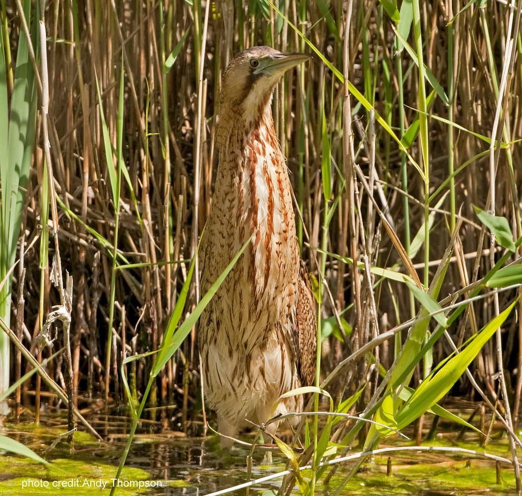Lagoon and Saltmarsh Habitats