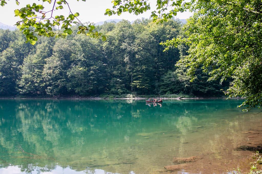 Virgin Rainforest Trails