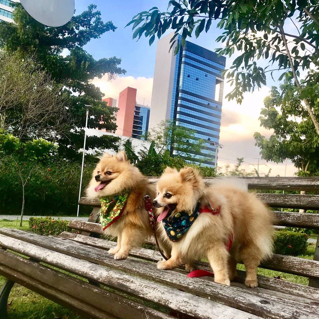 Skate and Rollerblade Rentals