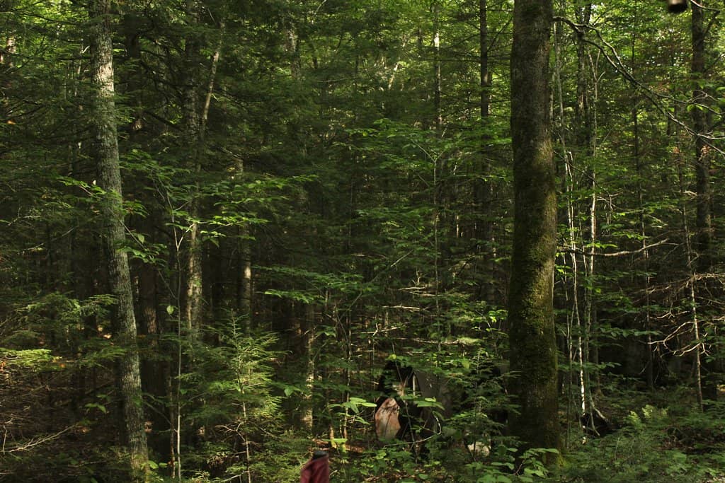 Circus Acts & Talents