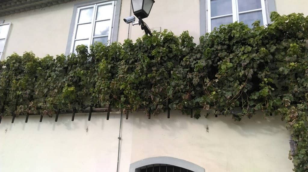 Slovenian Wine Tasting