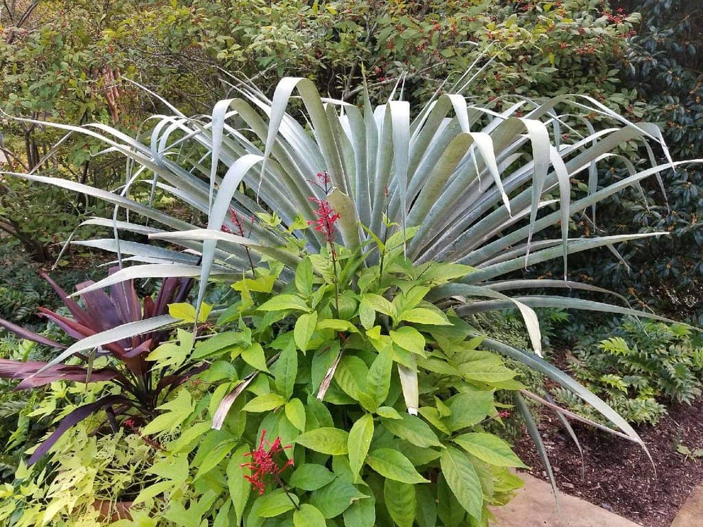Cherry Blossom Alley