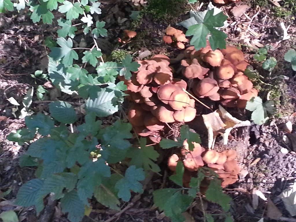 Natural Swimming Pool