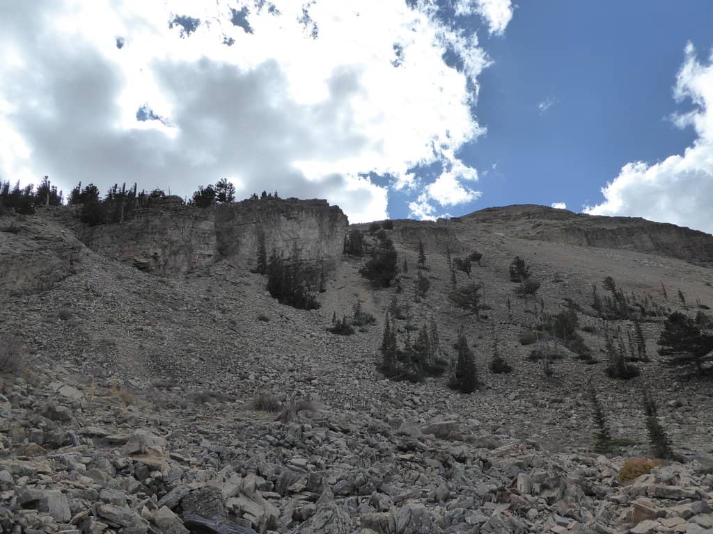 Fragrant Pine Forests