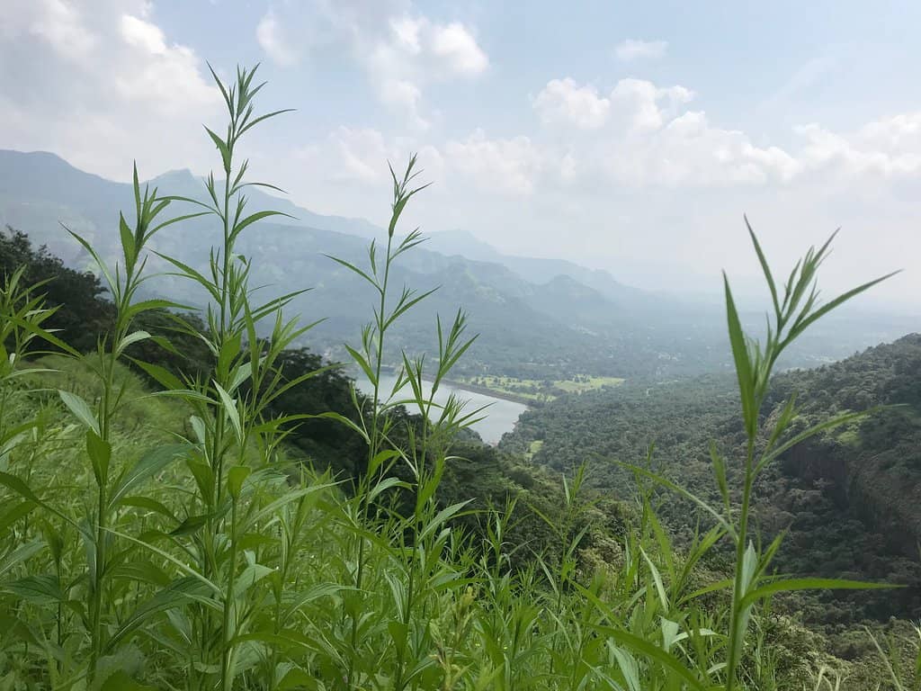 The "Dark Forest" Experience