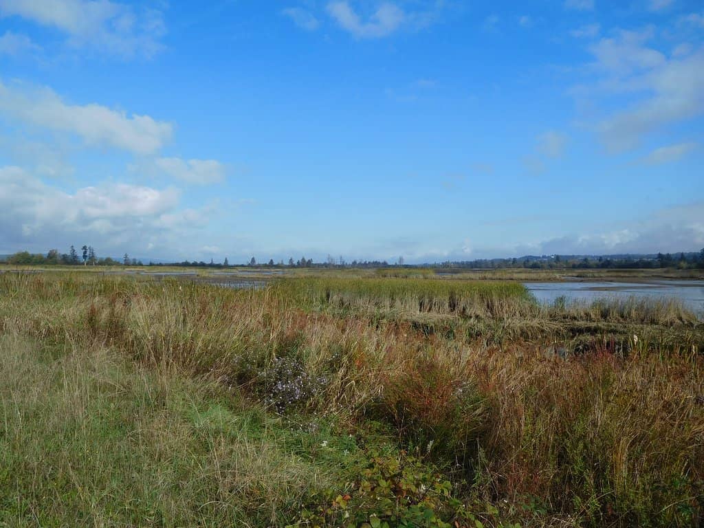 Scenic Wetland Trails