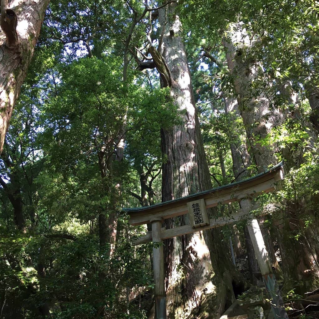 Sacred Torii Gate Entrance