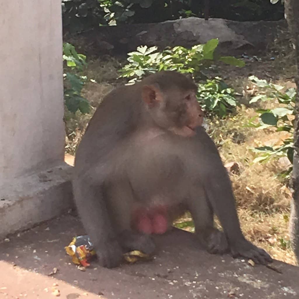 The World Peace Pagoda