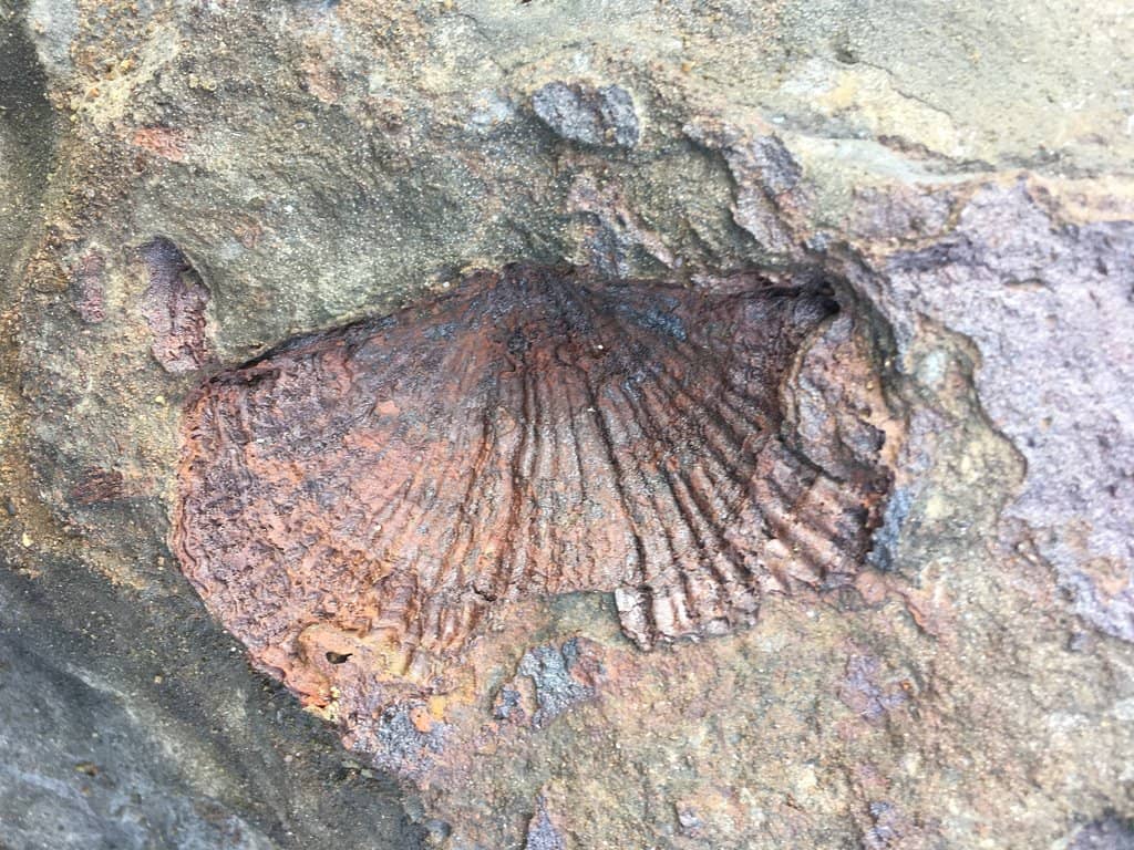 Fossilized Sea Lily
