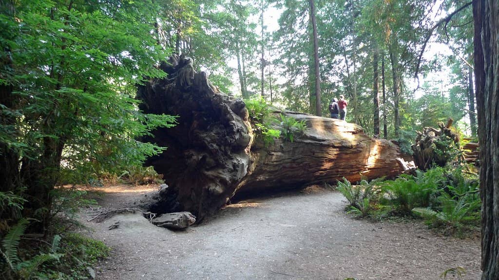 Grove of the Titans Trail