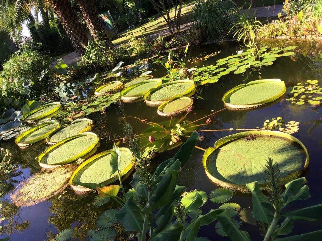 Exotic Plant Collections