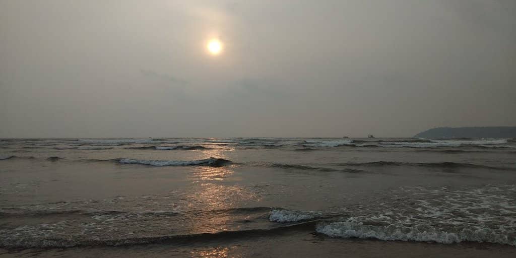 Dolphin Sighting Trips