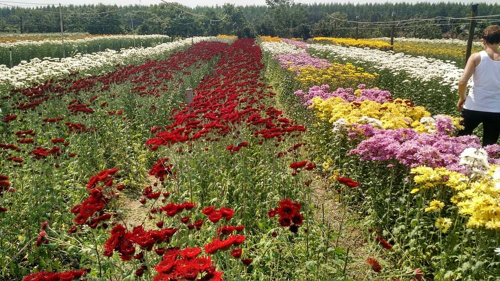 Floral Exhibitions & Gardens