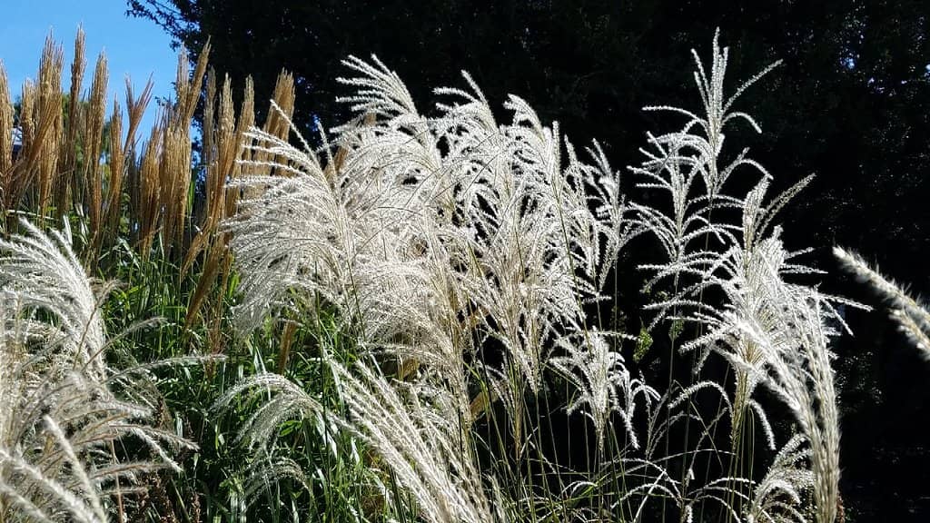 Perennial Plant Innovations