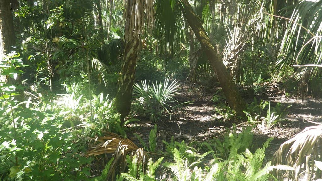 Ancient Live Oak Hammocks