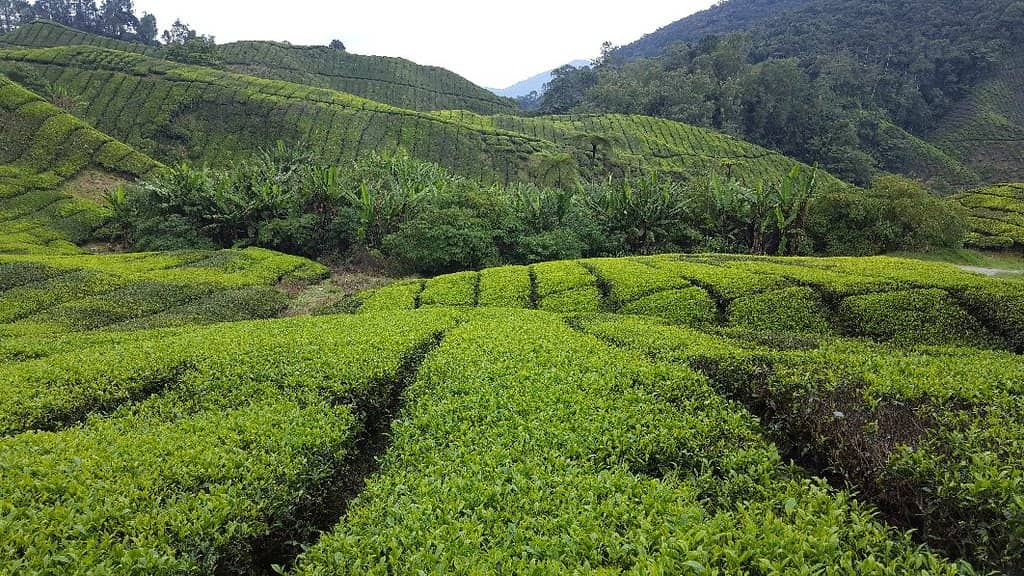 Gunung Brinchang Summit