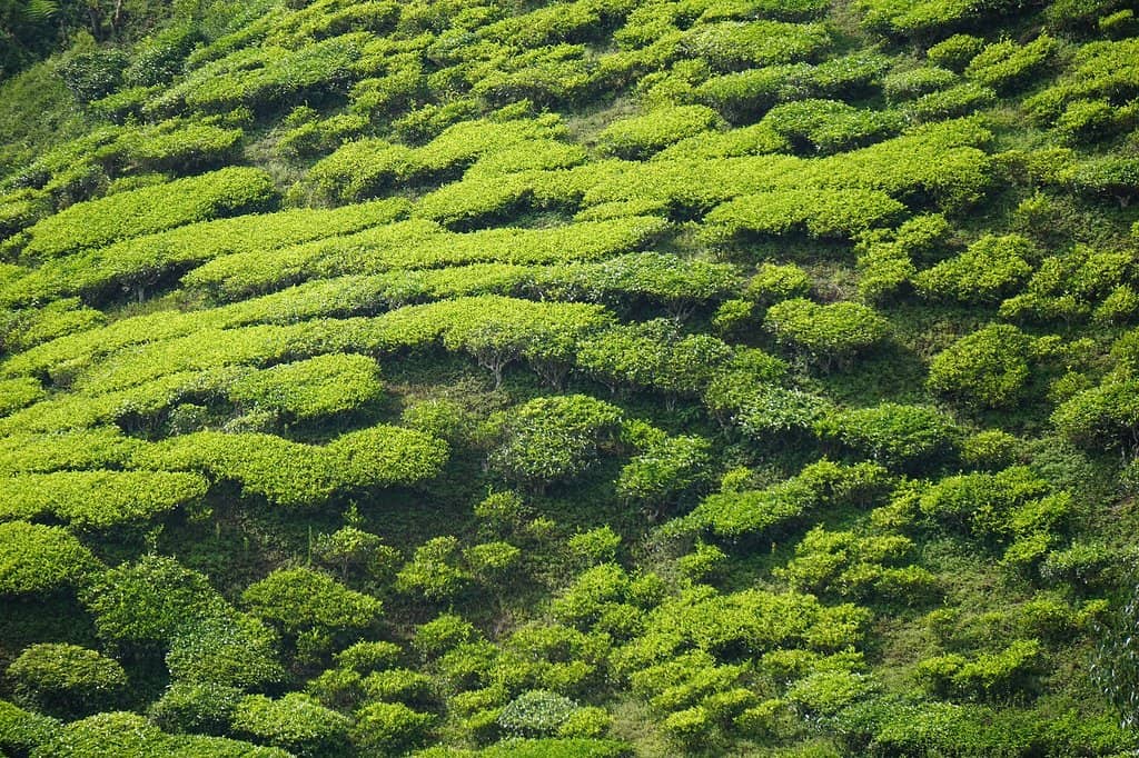 Delicious Scones & Tea