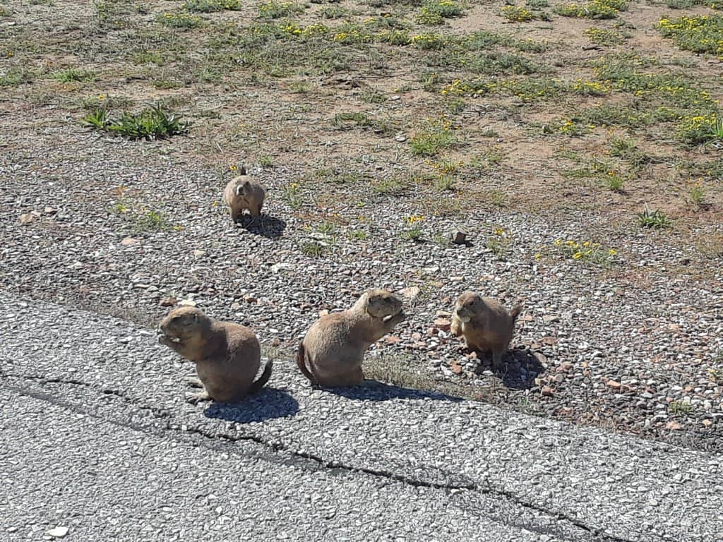 Gift Shop & Refreshments