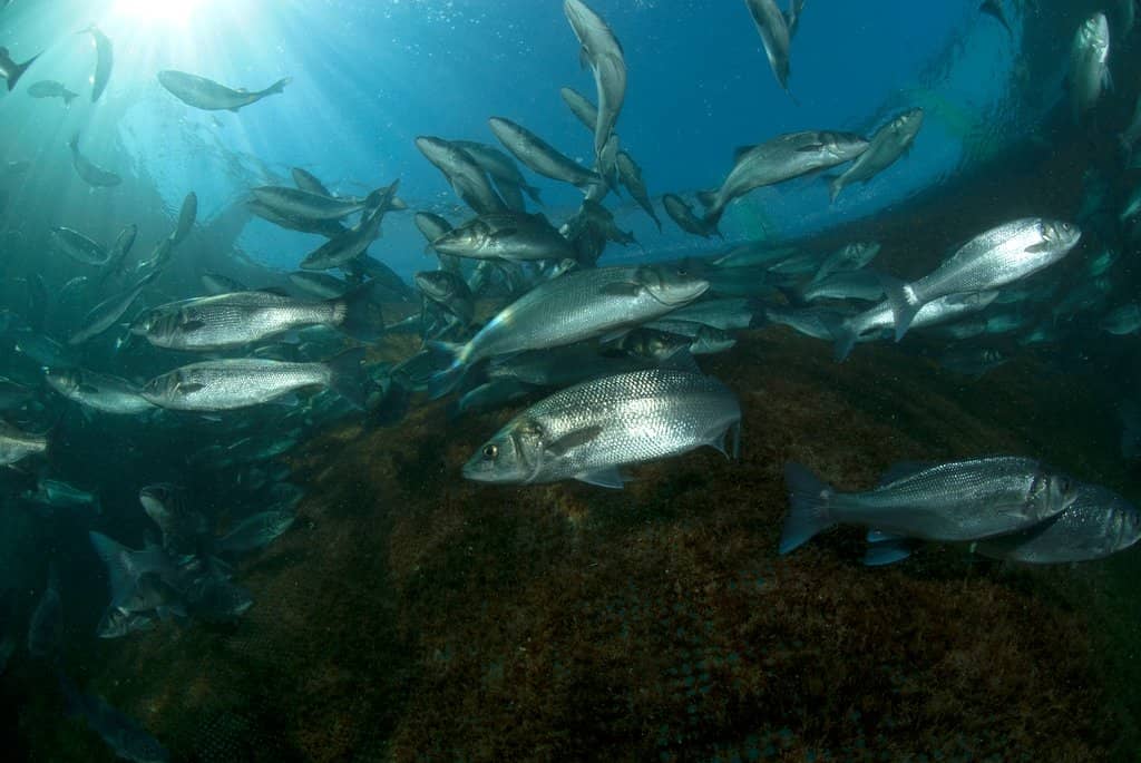 Sustainable Fish Farming Tour