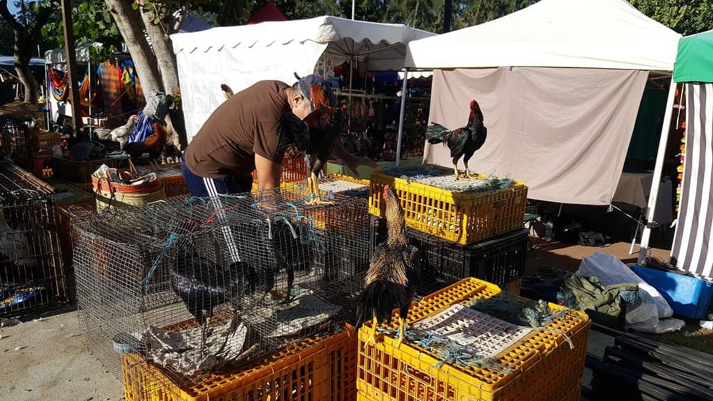 Artisanal Crafts and Souvenirs