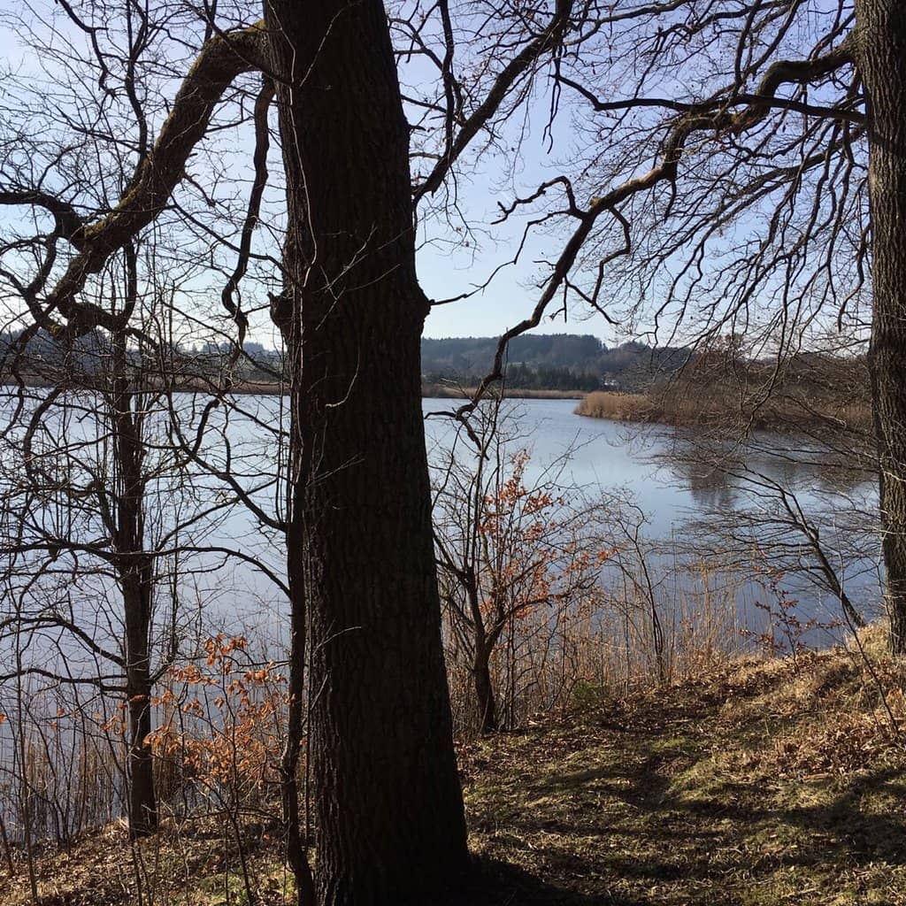 Seasonal Wildflowers