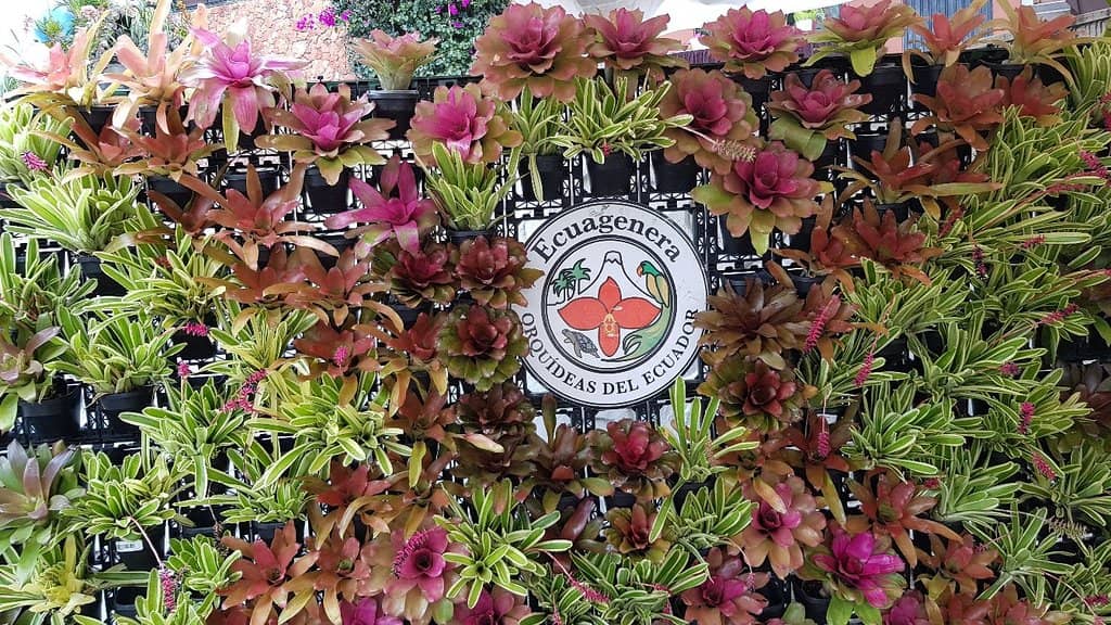 On-Site Orchid Purchases