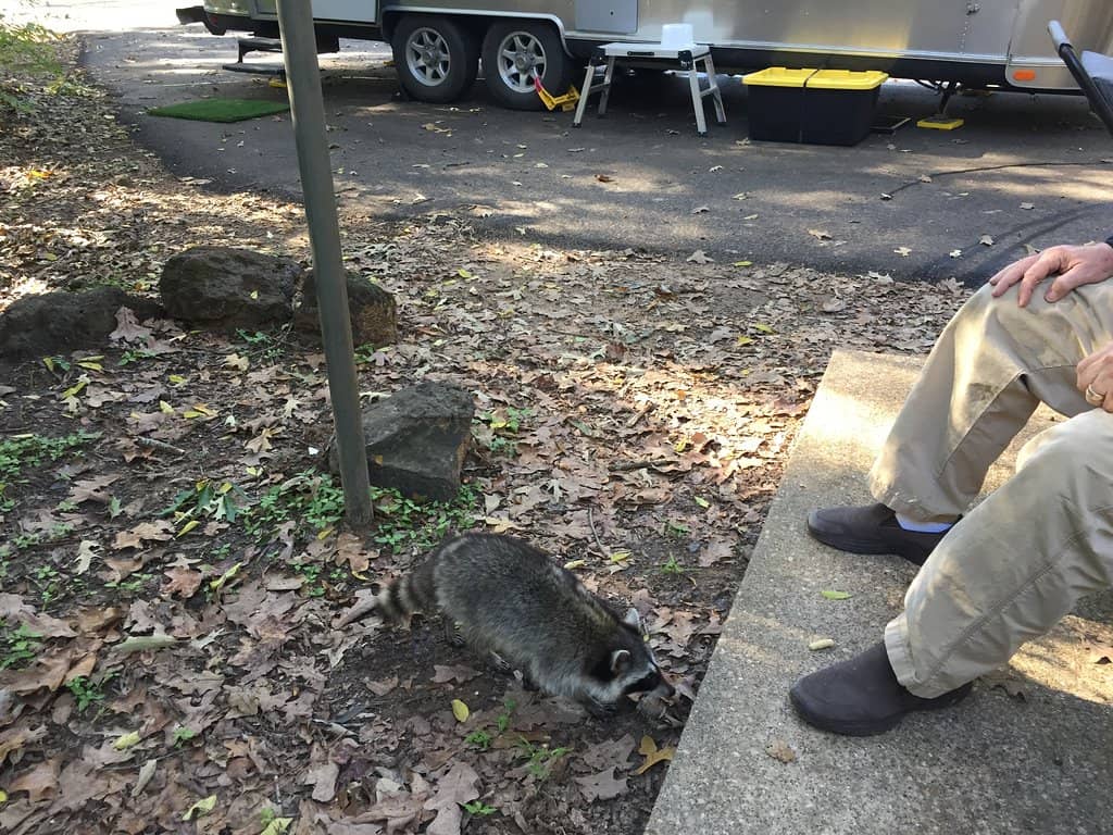 Camping and Shelters