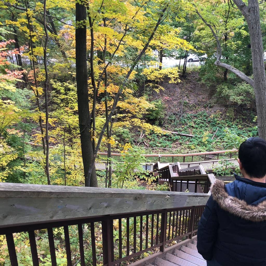 Local Wildlife Encounters